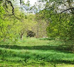 Frühling im Rhododendronpark Verden