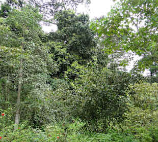 Poring Hot Springs - Schmetterlingsgarten