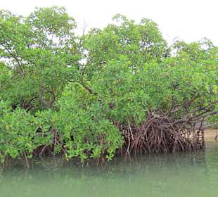 Mangroven