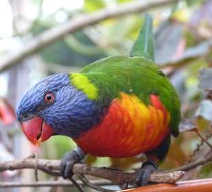 Farbenfrohe Loris