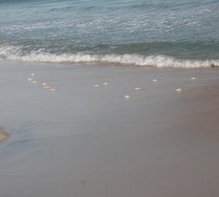 Krebse am Santa Monica