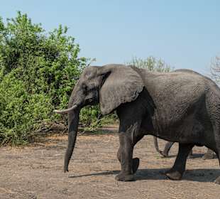 Botswana: Land mit der höchsten Elefantendichte 
