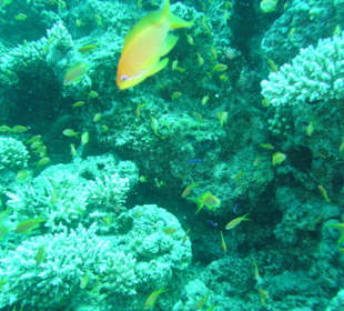 Tauchplatz Siyoul Kebir