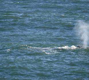 Whale Watching Hermanus