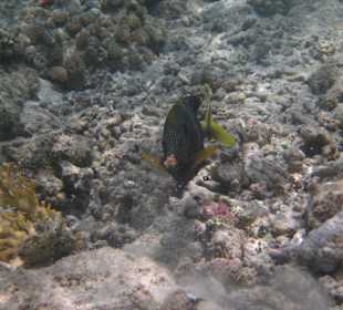 Lagune "Tüpfel Kaninchenfisch"