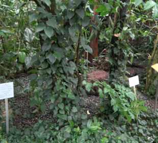 Tropicarium
