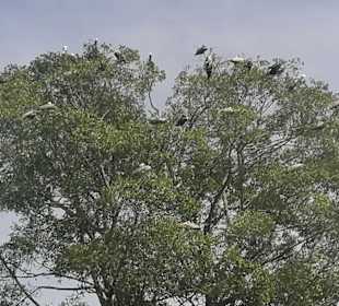 Vogelbeobachtung