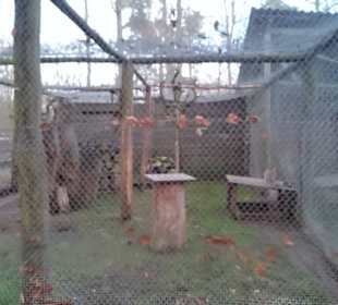 Wildpark Betzenberg in Kaiserslautern