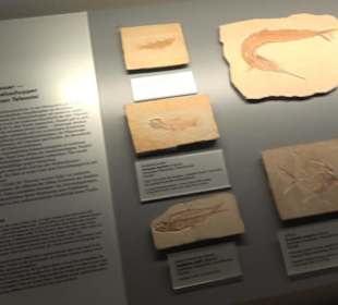 Jura-Museum