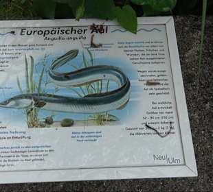 Fischlehrpfad Neu-Ulm