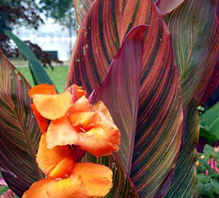 Blumen im Park