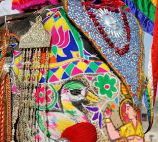 Elefant  Festival in Jaipur