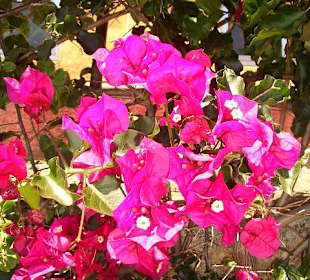 Eine Bougainvillea in ihrer schönsten Pracht