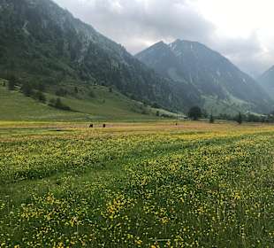 Blumenwiese am Weg nach Hüttschlag