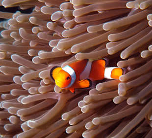 Mein bestes Unterwasser Foto