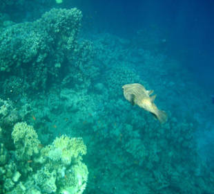Kugelfisch beim Schnorlchen am Hausriff Hotel Iberotel Club 
