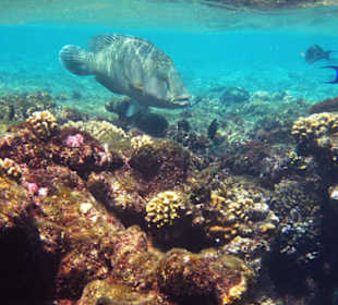 Napoleon Fisch am Hausriff-Außen Nord...