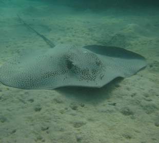 Gefleckter Stechrochen