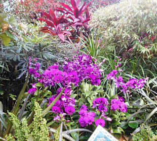 Orchideengarten