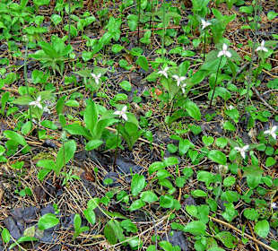 Algonquin Provincial Park, Spruce Bog Boardwalk