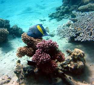 Hausriff, schöner Keiserfische