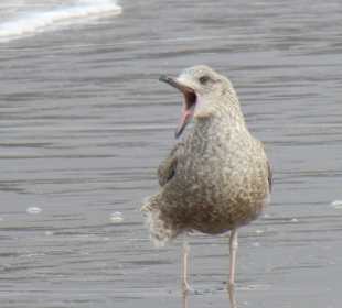 Möve am Strand von Binz
