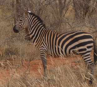 Zebra im Amboseli 