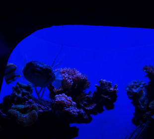 Sehr schön, als wäre man selber tauchen würde.