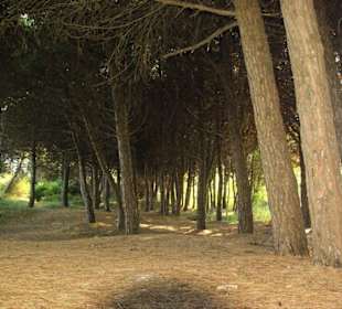 Naturreservat tief im Wald