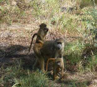 Pavianfamilie