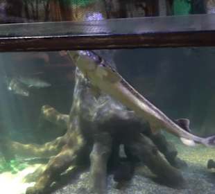 Sea Life
