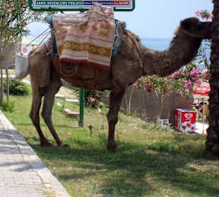 Auf der Uferpromenade