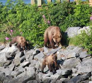 Bärenmutter mit ihren Jungen 