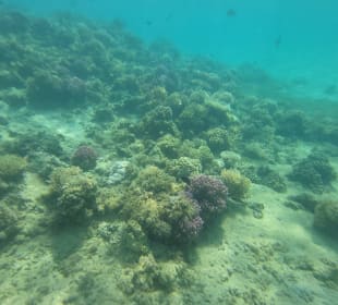 Schnorcheln Abu Soma