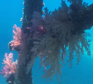 Schnorcheln Abu Soma