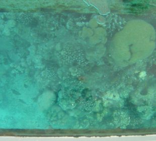 Korallen im Roten Meer