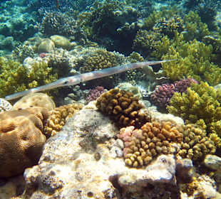 Flötenfisch am Hausriff Grand Makadi