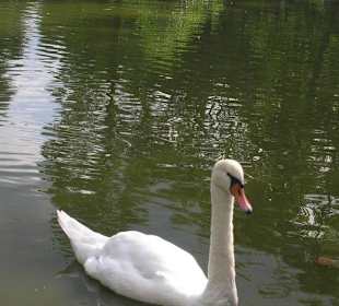 Cigno nel parco