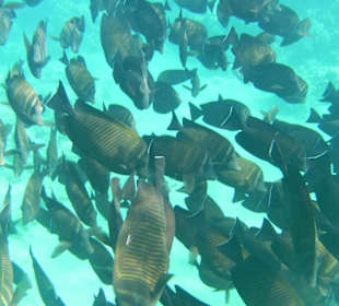 Unterwasserbegegnung