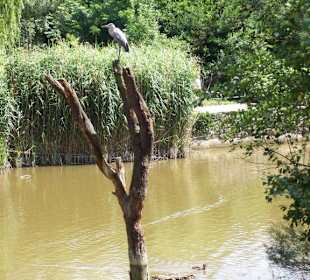 Im Zoo 21