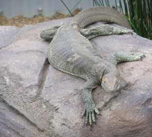 Zoobesuch bei Brisbane