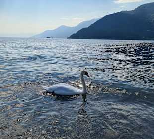 Lago Maggiore