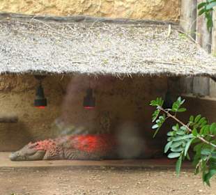 Jungle Park - unter der Wärmelampe