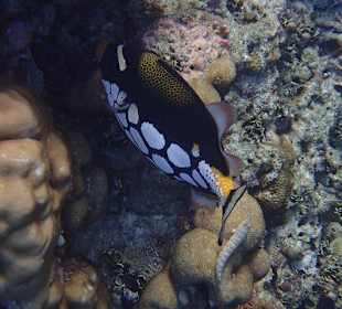 Schnorcheln Hausriff