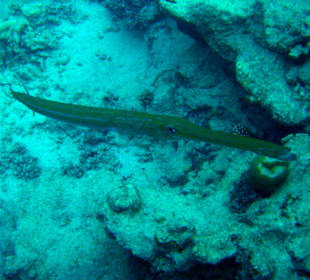 Fisch
