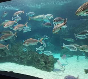 Gouves Aquarium