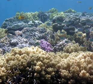 Schnorcheln Marsa Alam