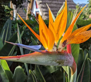 Blumenpracht auf Madeira
