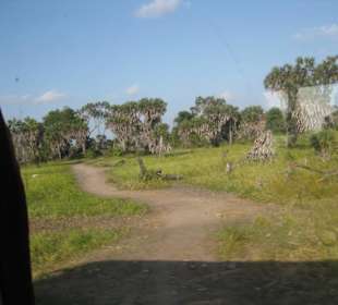 Der Weg in den Busch