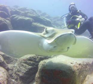 Tauchen mit Adler Rochen